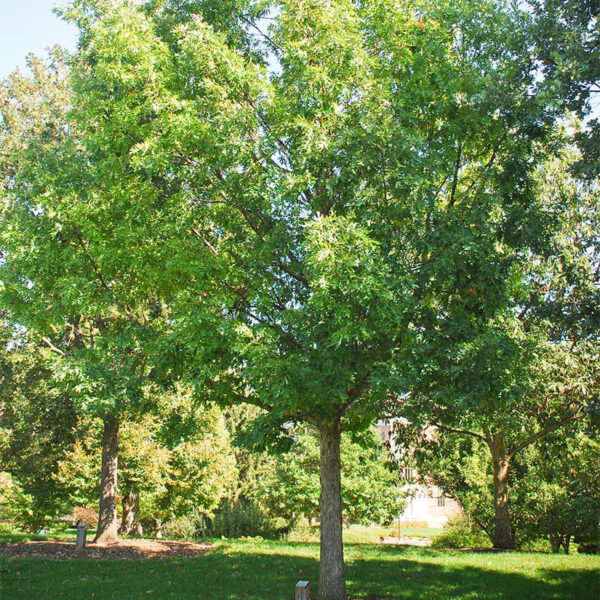 Tree Branch Trimming